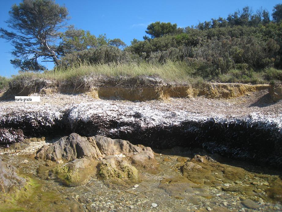 La Posidonia oceanica